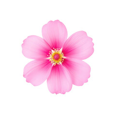 beautiful blossom flower isolated