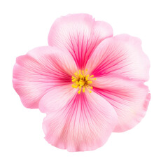 beautiful blossom flower isolated