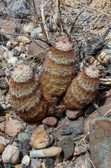 Rainbow cactus (Echinocereus pectinatus), bushing plant among stones