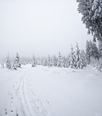 Skispur oder Skispur in Winterlandschaft am Rennsteig, Langlaufgebiet tief verschneit in Thüringen Deutschland