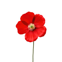Obraz premium beautiful blossom flower isolated