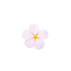 beautiful blossom flower isolated