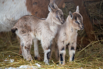 Obraz premium Two cute fluffy baby goats standing on hay