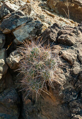 Strawberry hedgehog cactus (Echinocereus stramineus) straw-colored hedgehog  in the Texas Desert in Big Bend NP