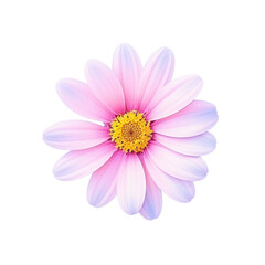 beautiful blossom flower isolated