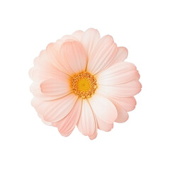 beautiful blossom flower isolated