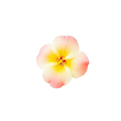 Fototapeta na wymiar beautiful blossom flower isolated