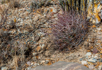 The cat claw cactus (Ancistrocactus uncinatus) is a small barrel-shaped plant in the Texas Desert in Big Bend NP