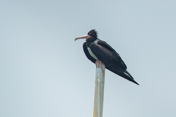 male christmas frigatebird fregata andrewsi perching on a bamboo stick when migrating to Jakarta Bay, Indonesia with flat sky background