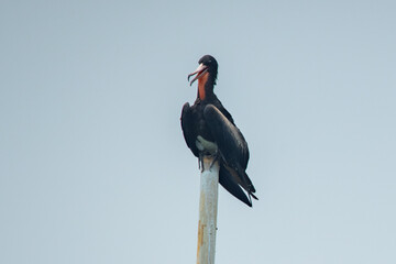 A male christmas frigatebird fregata andrewsi perching on a bamboo stick when migrating to Jakarta Bay, Indonesia with flat sky background 