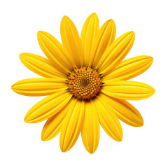 Obraz premium beautiful blossom flower isolated