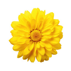 beautiful blossom flower isolated