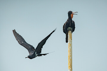 Male Christmas frigatebird perching on a bamboo stick with a Female Christmas frigatebird flying midair over jakarta bay during migration, with flat sky background 