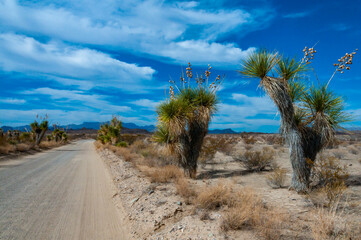 Faxon yucca, Spanish dagger (Yucca faxoniana), giant yuccas in autumn along the road in Yucca Valley