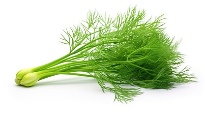 Fresh dill isolated on white background. Clipping path included.