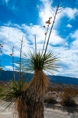 Faxon yucca, Spanish dagger (Yucca faxoniana), giant yuccas in autumn against a blue sky in Yucca...