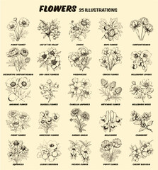 Collection of drawn Flowers. Pansy, chrysantenum, anemone, peony, echinacea, lilum, fuchsia, poppy, cherry blossom, cranberry, bellflower, dahlia, narcissus, helleborus. Sketch illustration. 