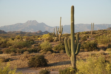 Saguaro Cactus in the Arizona Desert at Dusk