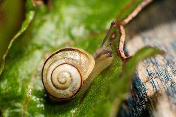 Macro of a snail on a leaf