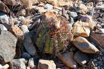 Turk's head cactus (Echinocactus horizonthalonius) in the Texas Desert