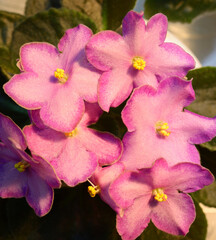 Fototapeta premium Close-up of pink violets blossom