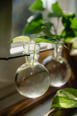 Plant in a propagating glass vile.
