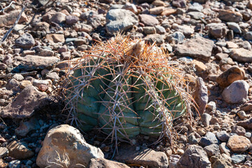 Turk's head cactus (Echinocactus horizonthalonius) in the Texas Desert