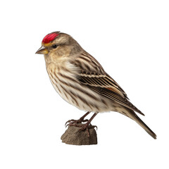 Fototapeta premium Common Redpoll isolated on transparent background