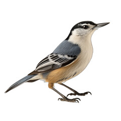 White-breasted Nuthatch isolated on transparent background