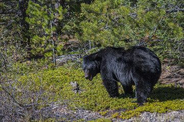 black bear in the wild