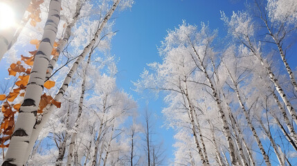 Sunny day after snow, 90 degrees looking up at the sky, Surrounded by poplar trees, Blue Sky, White leaves. - obrazy, fototapety, plakaty