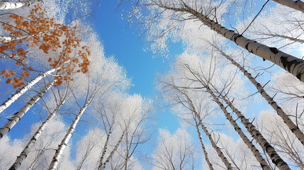 Sunny day after snow, 90 degrees looking up at the sky, Surrounded by poplar trees, Blue Sky, White leaves.