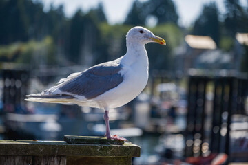 seagull on the pier