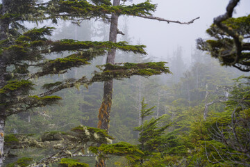 Obraz premium pine tree in the forest at foggy morning 