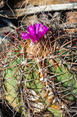 Turk's head cactus (Echinocactus horizonthalonius) in the Texas Desert