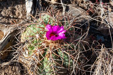 Turk's head cactus (Echinocactus horizonthalonius) in the Texas Desert