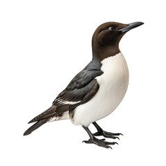 Obraz premium Common Murre isolated on transparent background