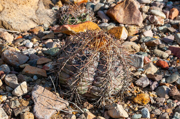Turk's head cactus (Echinocactus horizonthalonius) in the Texas Desert
