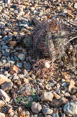 Turk's head cactus (Echinocactus horizonthalonius) in the Texas Desert