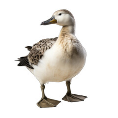 Common Eider isolated on transparent background