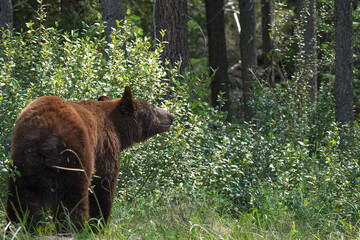 North American Black Bear scouting the forest