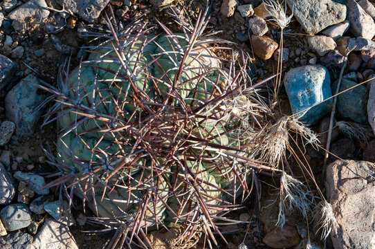 Turk's head cactus (Echinocactus horizonthalonius) in the Texas Desert