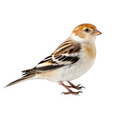 Fototapeta premium Snow Bunting isolated on transparent background