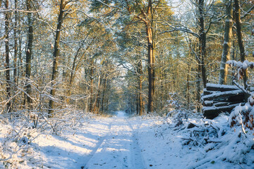 Winter Forest in the Morning - Snow - Cold - Background - Wood -Nature - Landscape - Sunset