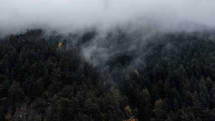 fog over the fir trees in the mountain forest