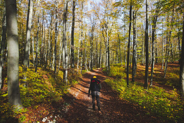 Hiker walking on a path in autumn forest with yellow leaves on the trees and brown leaves on the ground