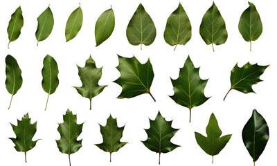set of green leaves isolated on transparent background - obrazy, fototapety, plakaty