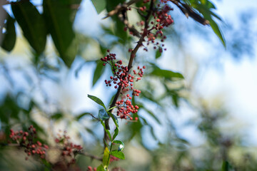 Green Sichuan Pepper Timur Seeds with tree Medicinal Plants