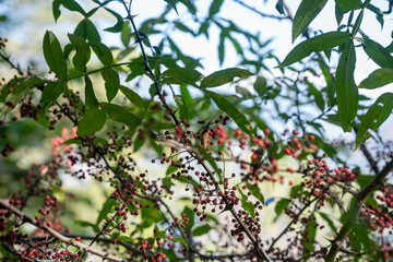 Green Sichuan Pepper Timur Seeds with tree Medicinal Plants