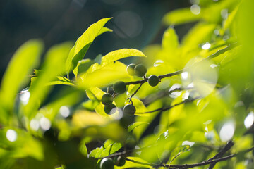 Rudraksh Green Plant, Rudraksh from Himalayas Nepal